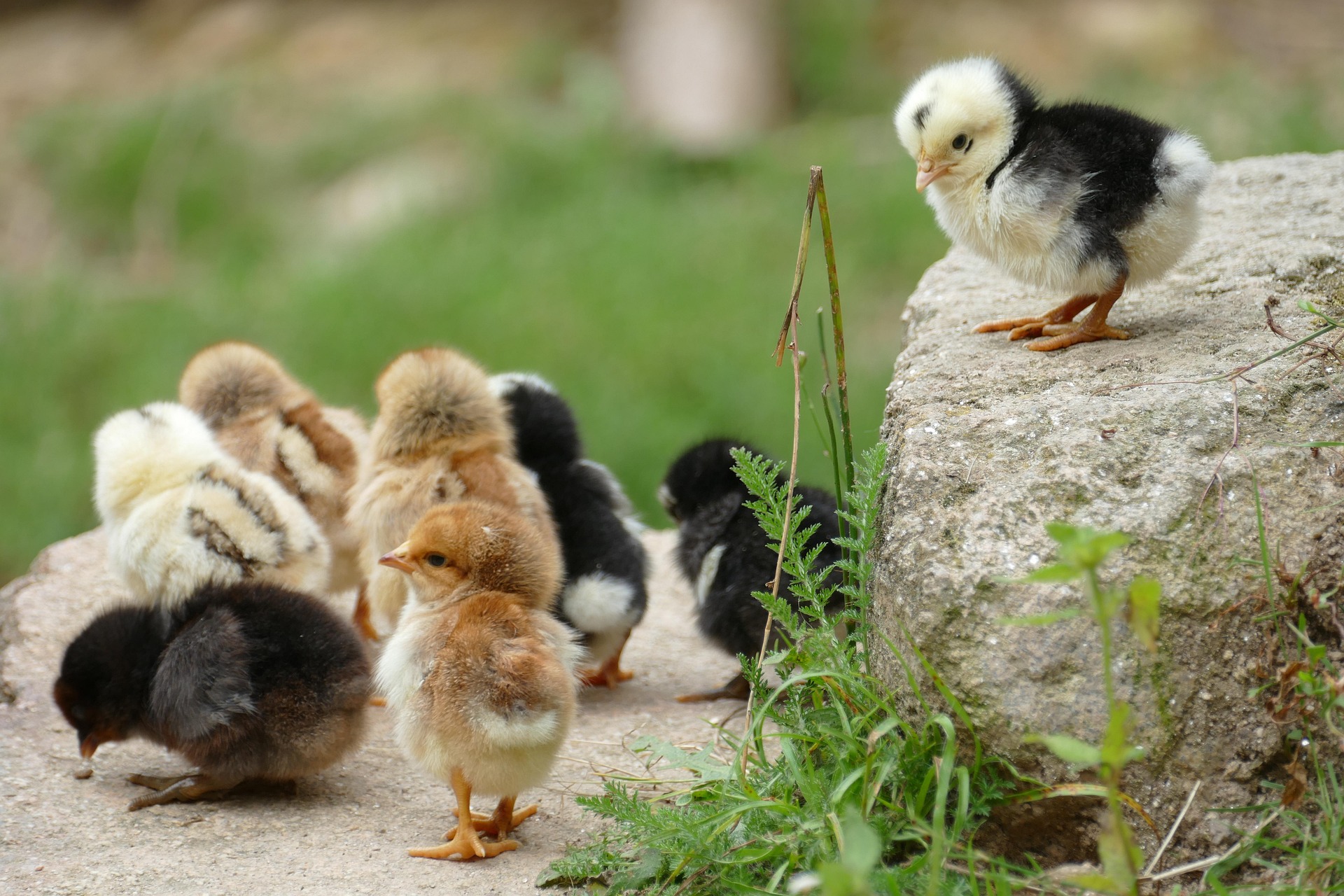 Group of fluffy, colorful chicks gathered on the ground with one chick standing apart on a stone, set against a natural green background.