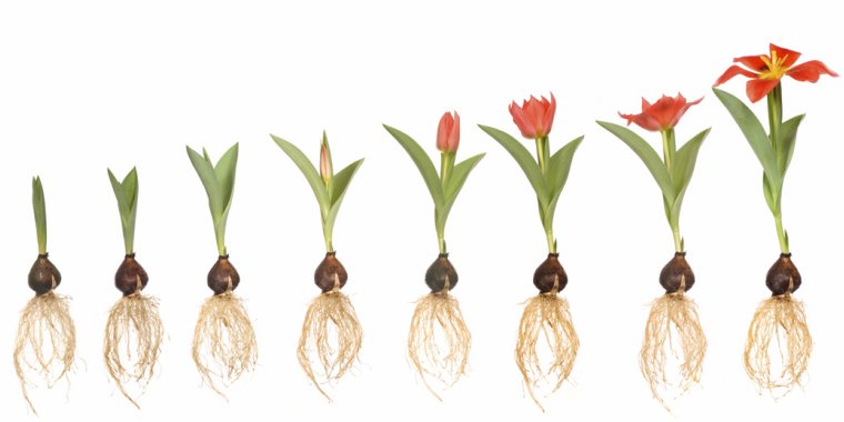 Growing your leadership talent